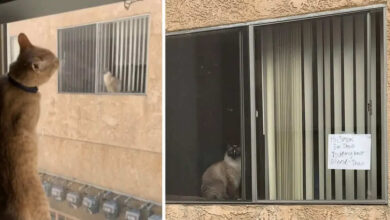Photo of After catching glimpses of one other through the windows, these two cats eventually fell in love… See more lovely pics below…