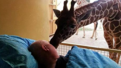 Photo of Giraffe Gave Dying Zoo Keeper Final Kiss Goodbye