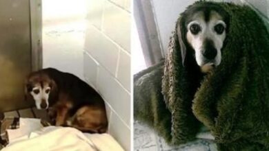 Photo of He doubts if the lost senior dog will remember him after 764 days separated…