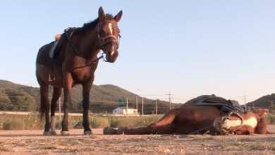 Photo of This Horse Pretends To Be Dead When People Try To Ride Him, And He’s So Dramatic He Deserves An Oscar(7 photos)