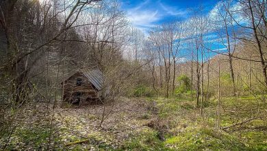 Photo of “Metcalf Holler” has been in the family for more than 50 years and is now ready for new owners. This is your opportunity to own an incredibly private large acreage tract.